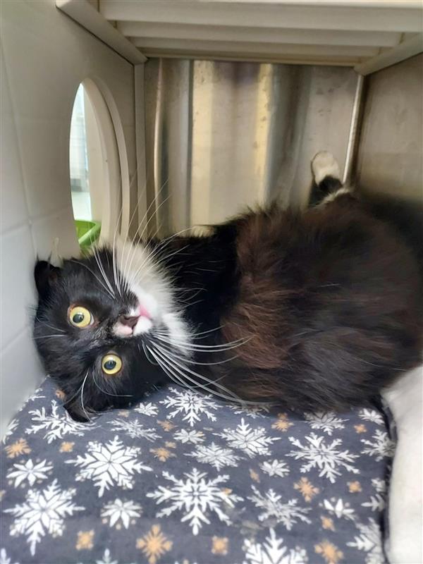 Enlarge Arco, a Adoptable Domestic Long Hair in Elk Grove, CA image 3/3