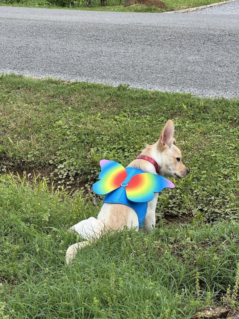 Sunny, Adoptable, Adult Male Mixed Breed.