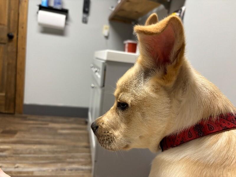 Sunny, a Adoptable Mixed Breed in Chattanooga, TN image 2/6