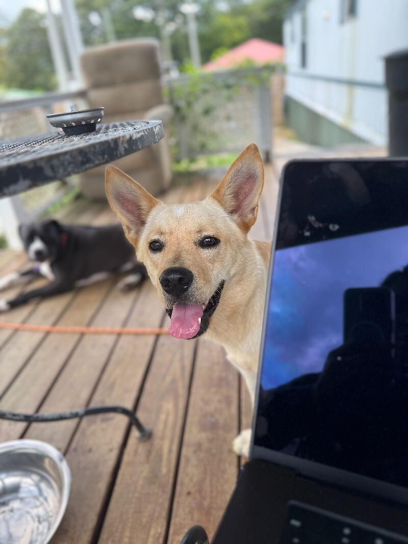 Sunny, a Adoptable Mixed Breed in Chattanooga, TN image 3/6