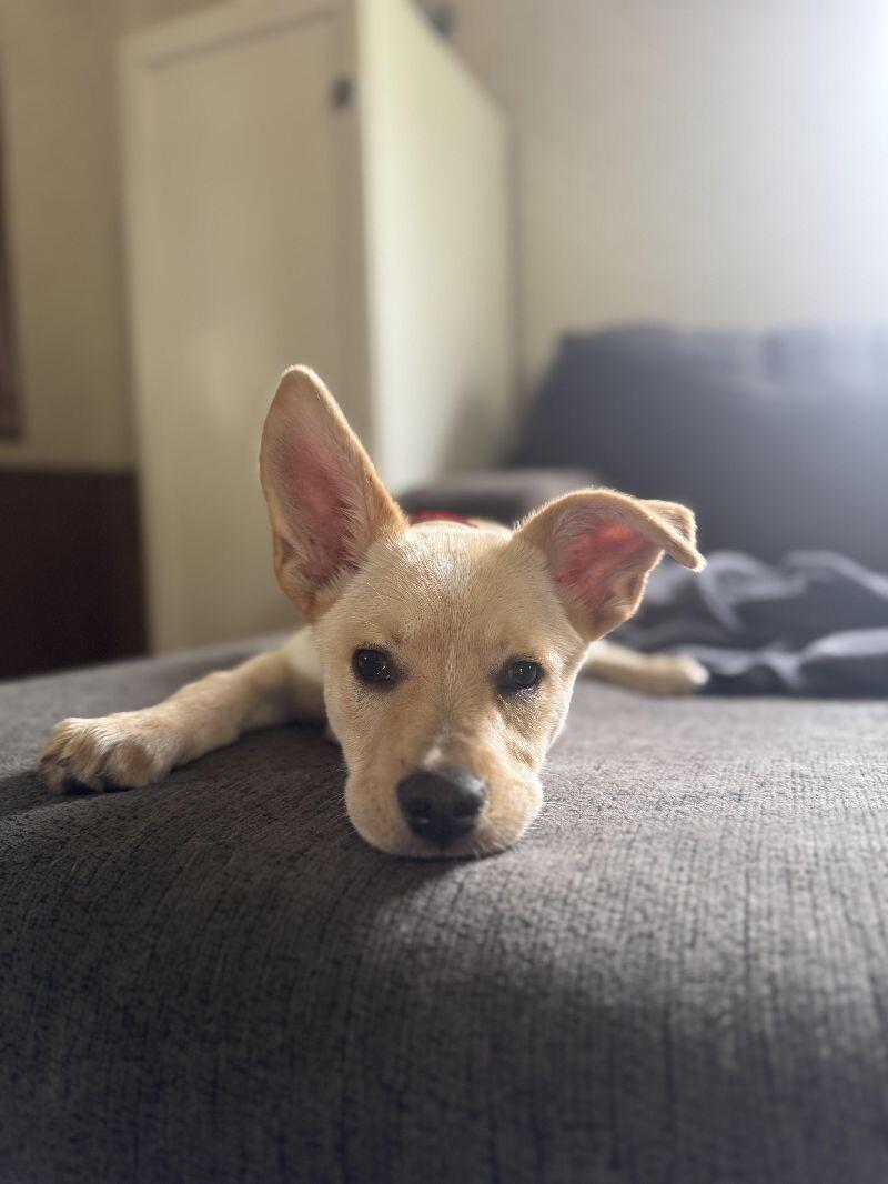 Sunny, a Adoptable Mixed Breed in Chattanooga, TN image 4/6