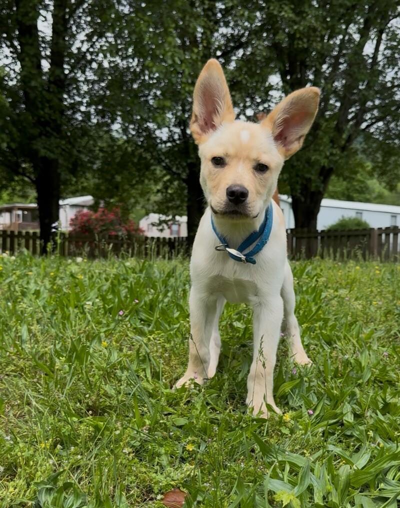 Sunny, a Adoptable Mixed Breed in Chattanooga, TN image 5/6