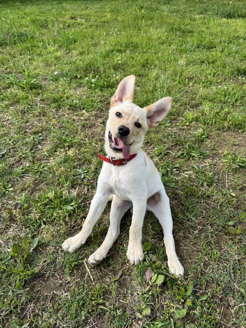 Sunny, a Adoptable Mixed Breed in Chattanooga, TN image 6/6