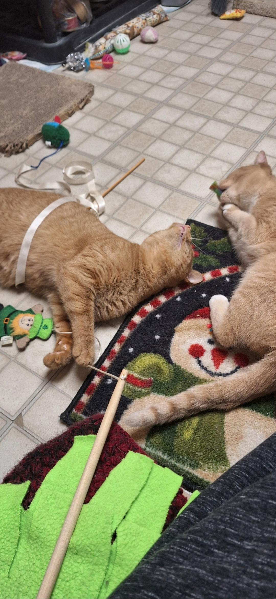 Echo and Relic (bonded pair), Adoptable, Adult Female Domestic Short Hair.