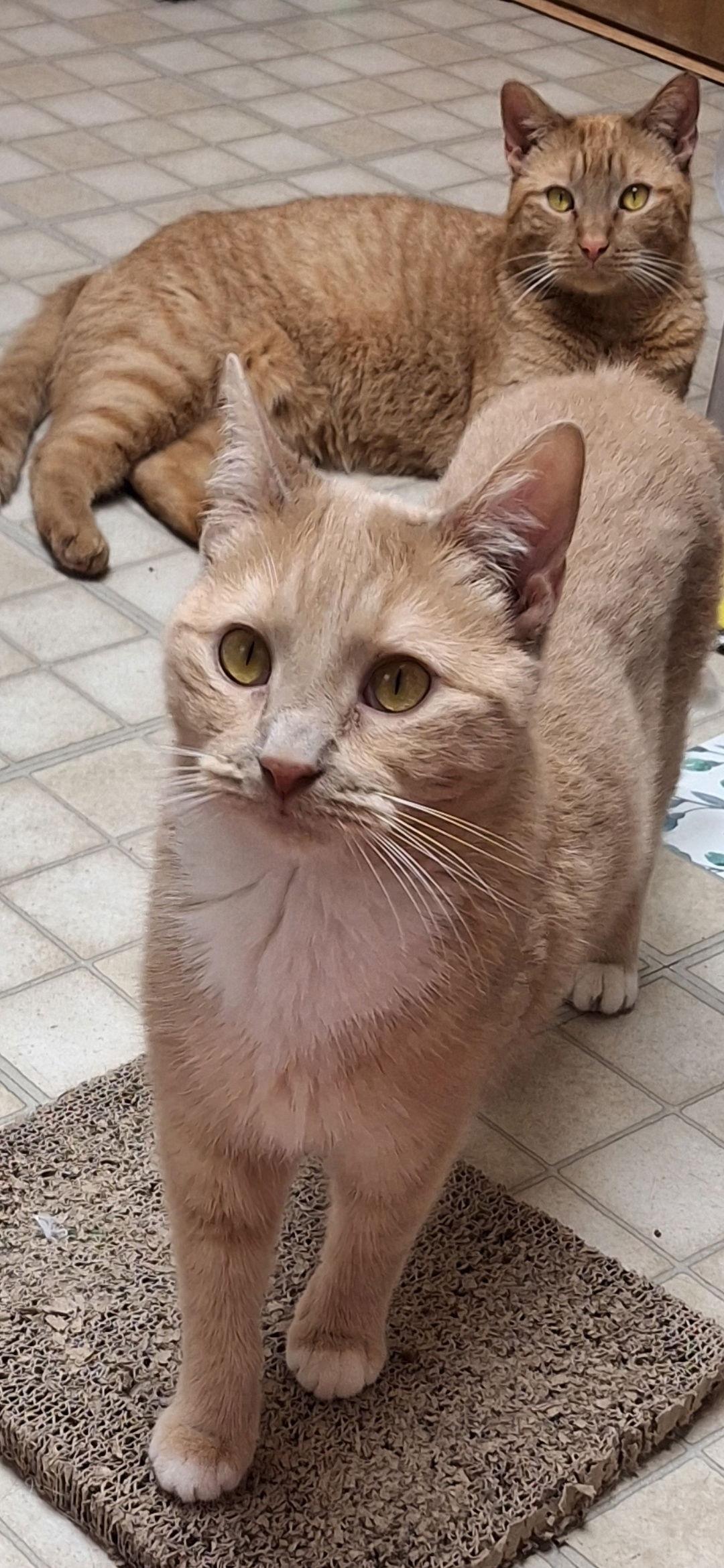 Enlarge Echo and Relic (bonded pair), a Adoptable Domestic Short Hair in Wheaton, IL image 2/3