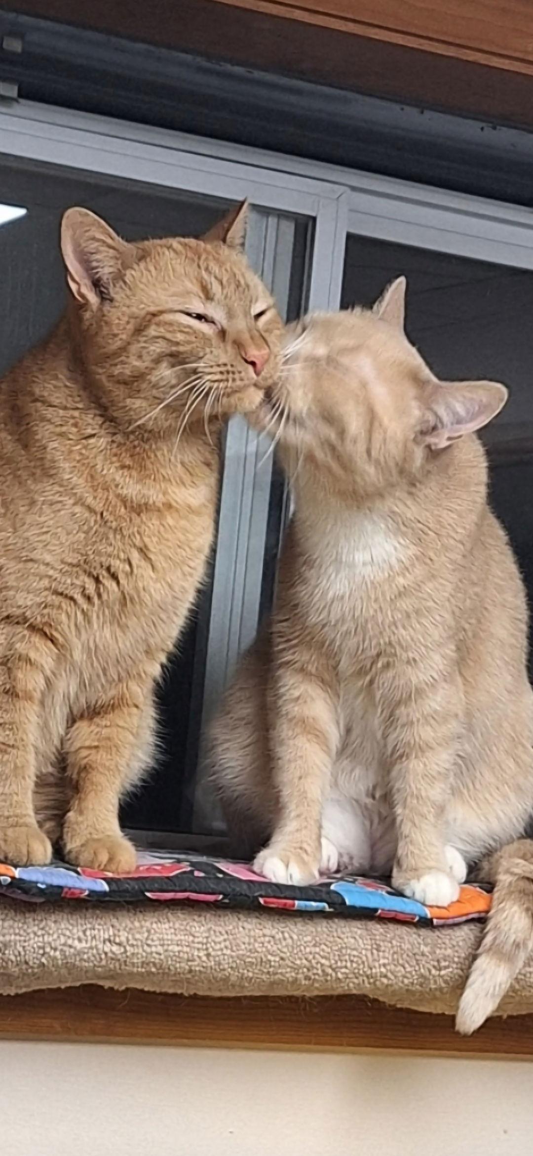 Enlarge Echo and Relic (bonded pair), a Adoptable Domestic Short Hair in Wheaton, IL image 3/3