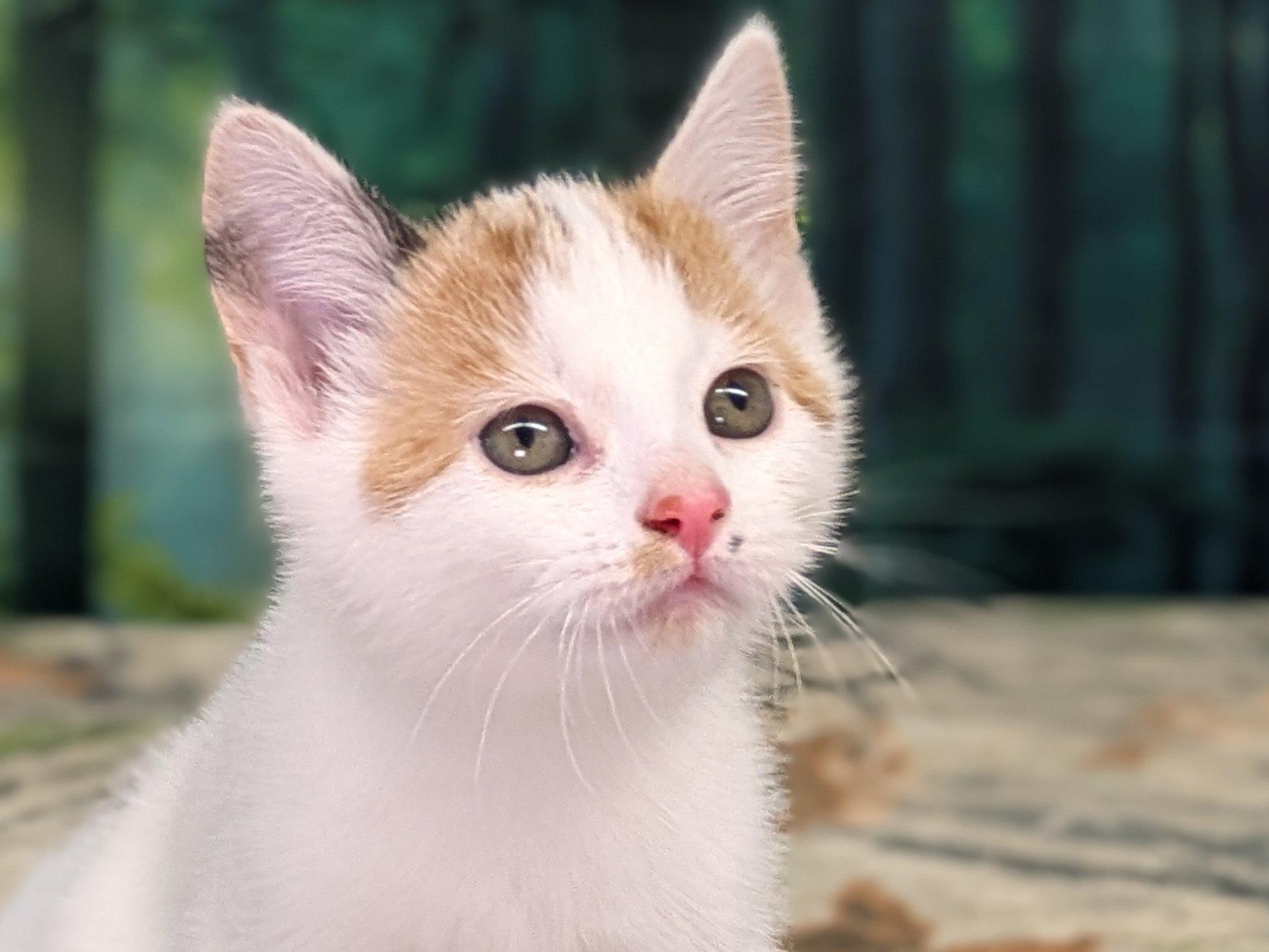 Pine, an adoptable Calico, Domestic Short Hair in Republic, WA, 99166 | Photo Image 2