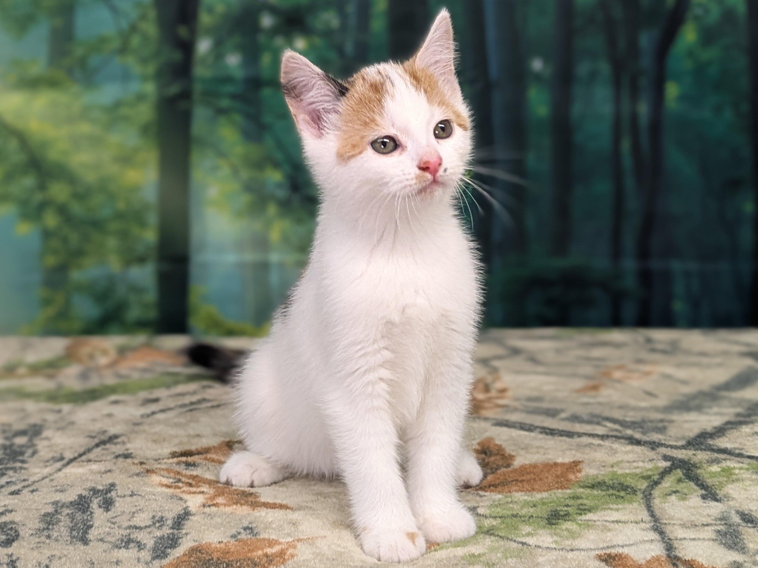 Pine, an adoptable Calico, Domestic Short Hair in Republic, WA, 99166 | Photo Image 5
