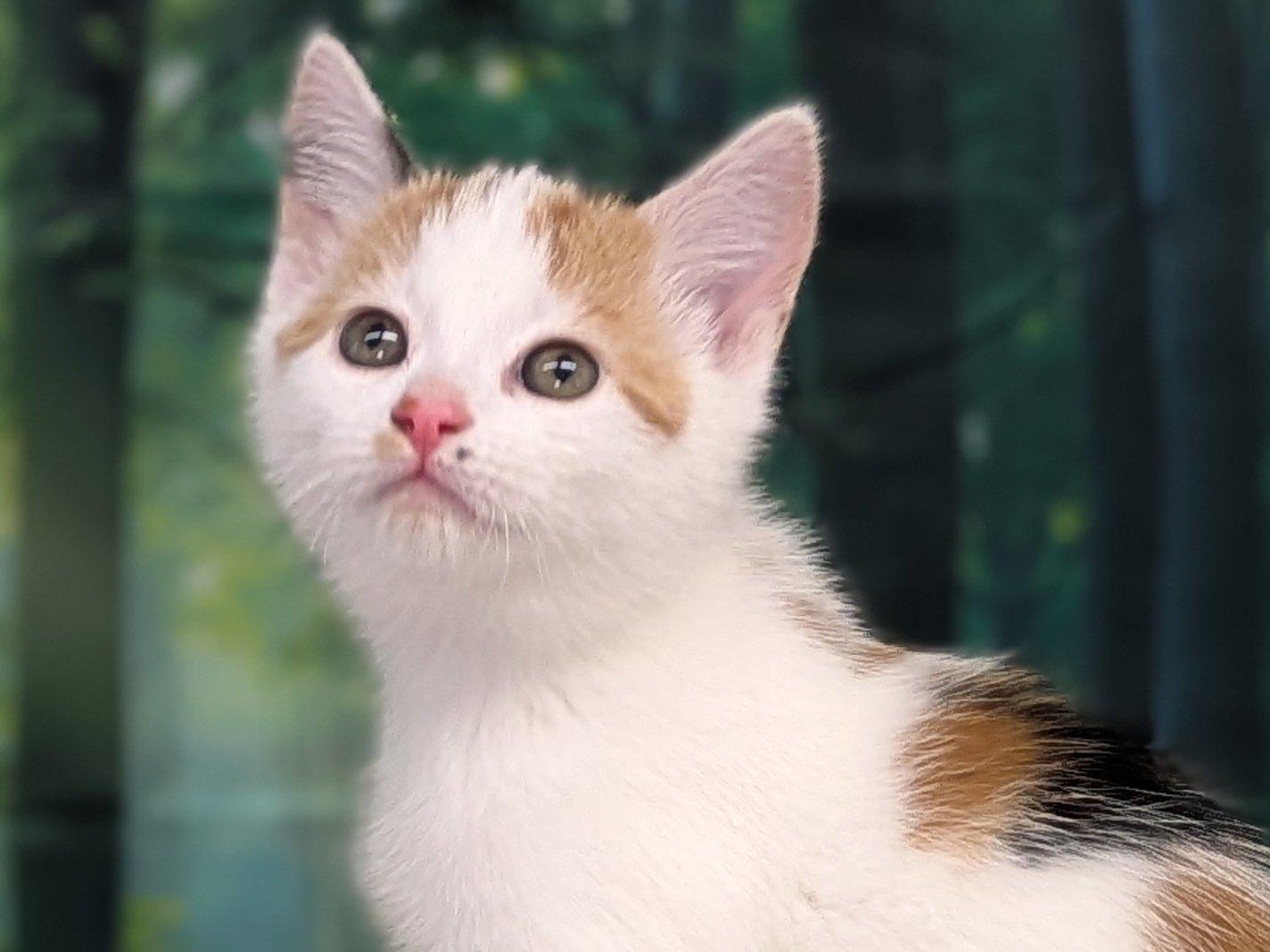 Pine, an adoptable Calico, Domestic Short Hair in Republic, WA, 99166 | Photo Image 1