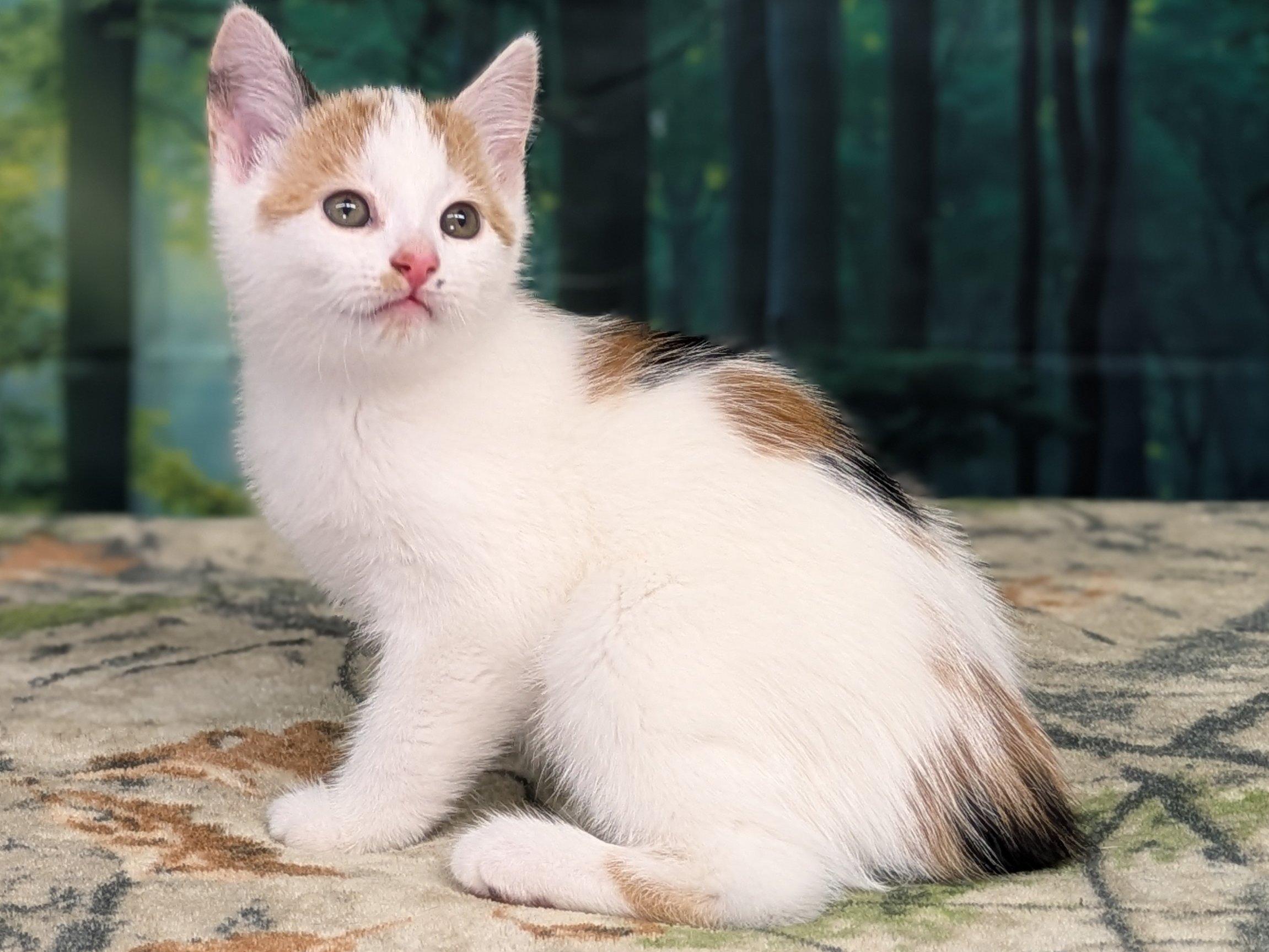 Pine, an adoptable Calico, Domestic Short Hair in Republic, WA, 99166 | Photo Image 4