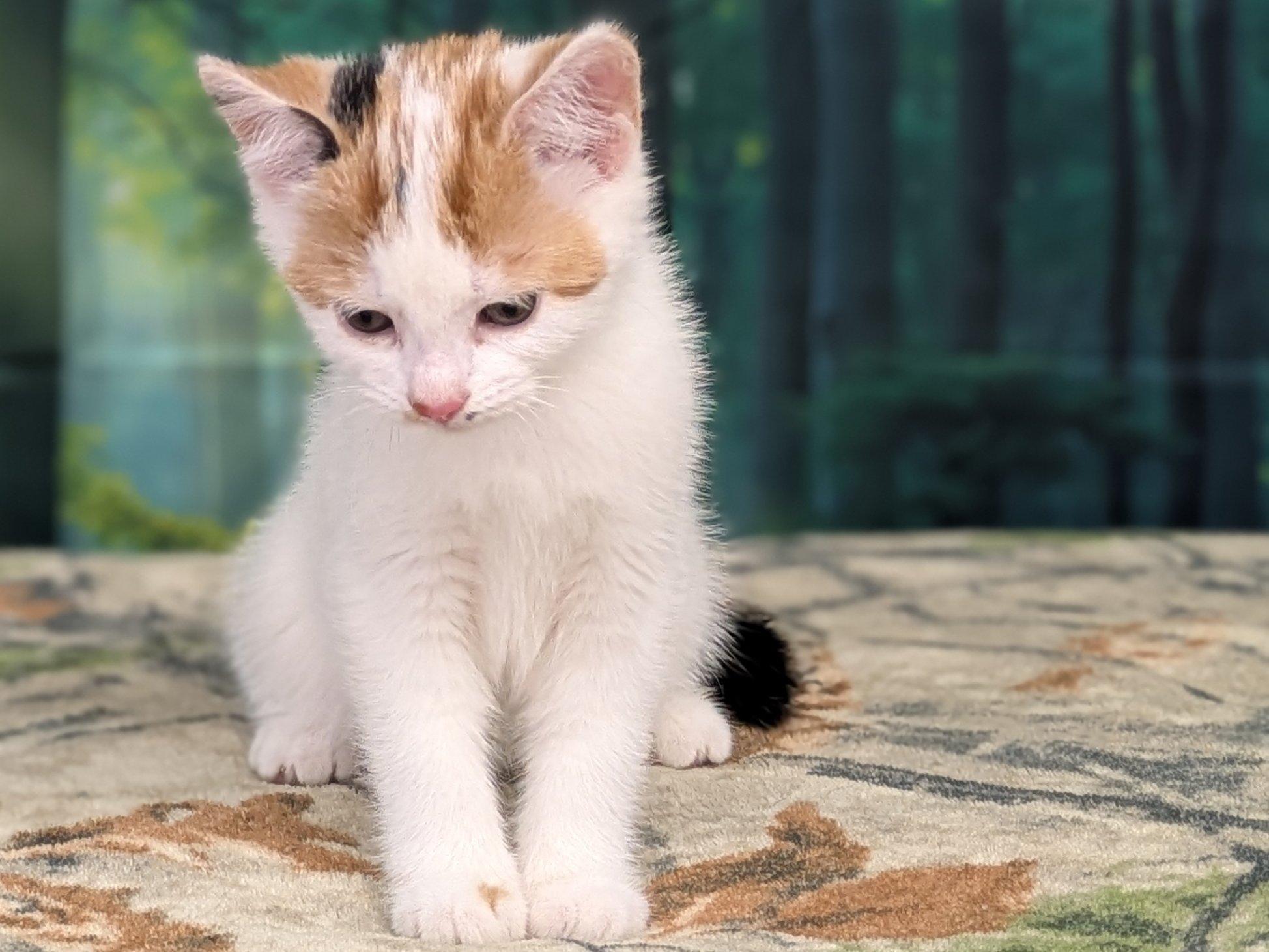 Pine, an adoptable Calico, Domestic Short Hair in Republic, WA, 99166 | Photo Image 3