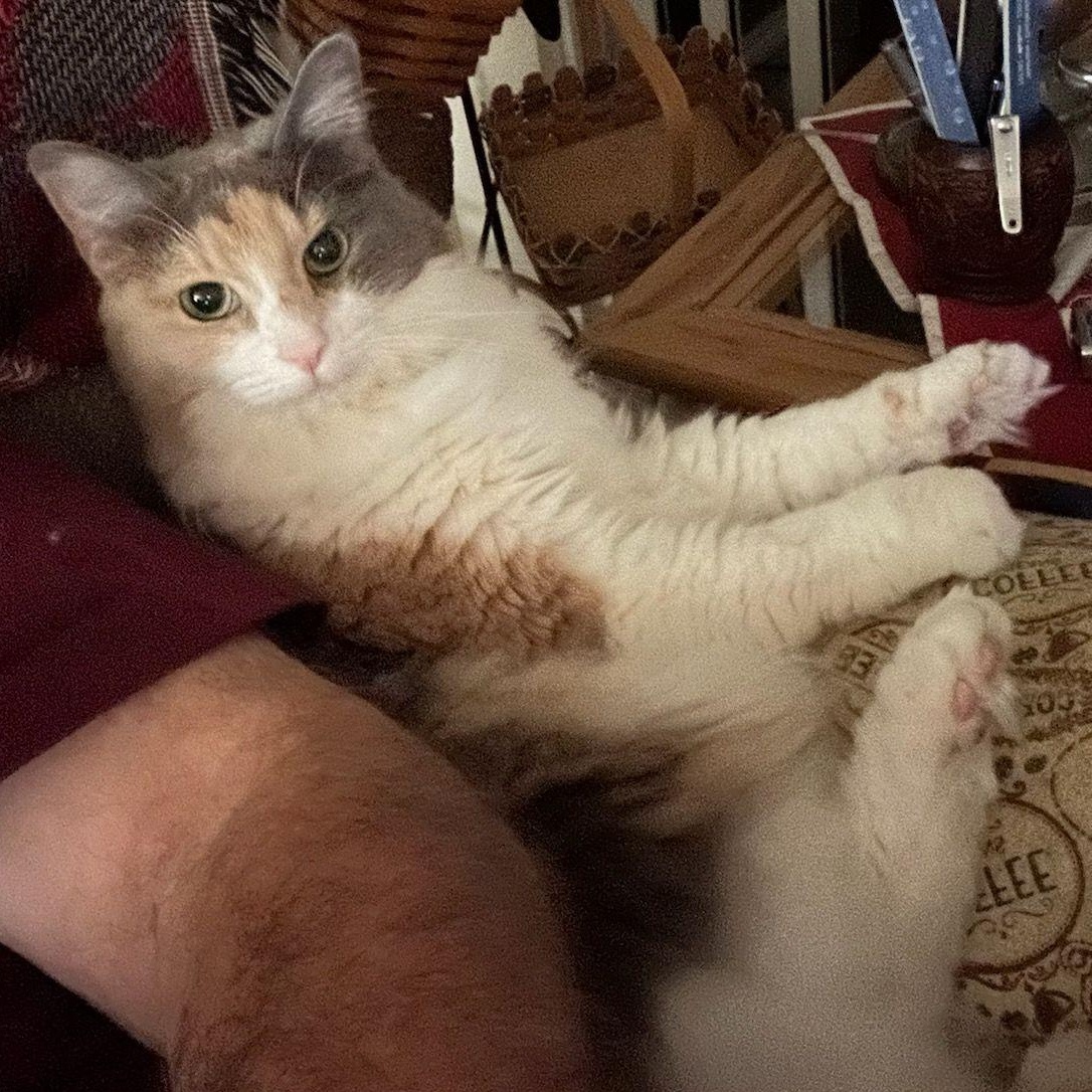 Enlarge Hazel, a Adoptable Calico in Bonita Springs, FL image 1/1