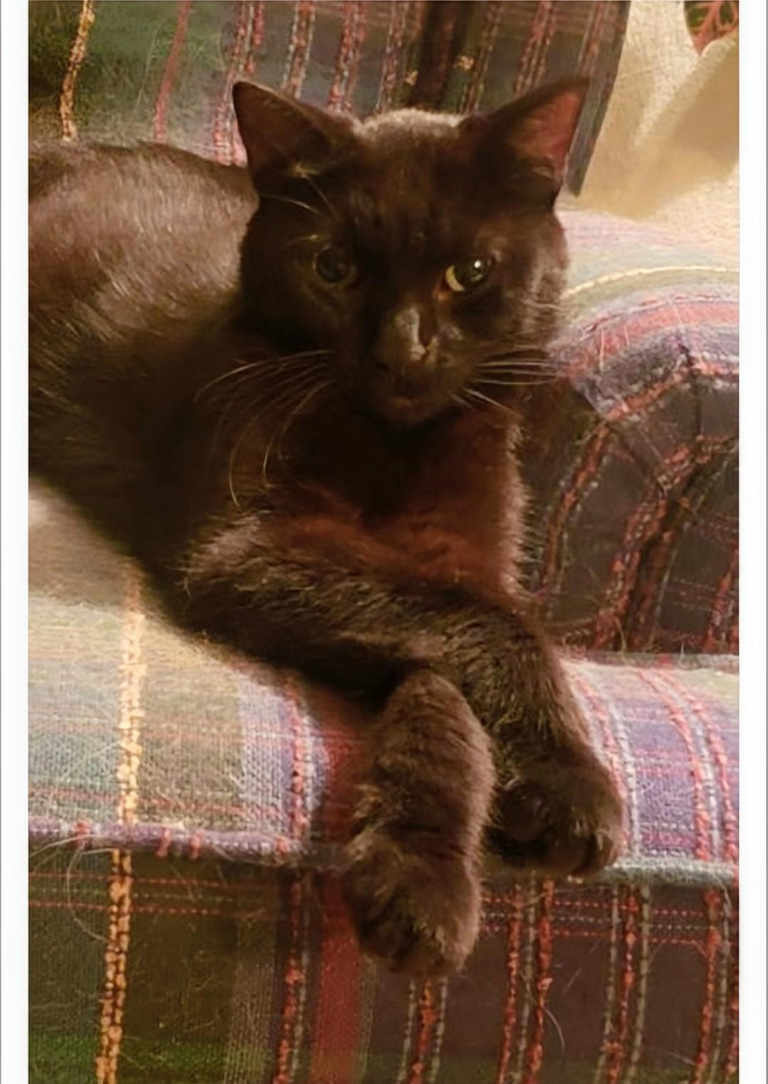 Enlarge Benny, a Adoptable Domestic Short Hair in Waterdown, ON image 1/1