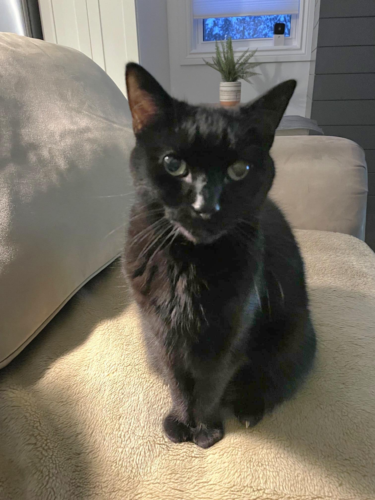 Benny, Adoptable, Adult Male Domestic Short Hair.