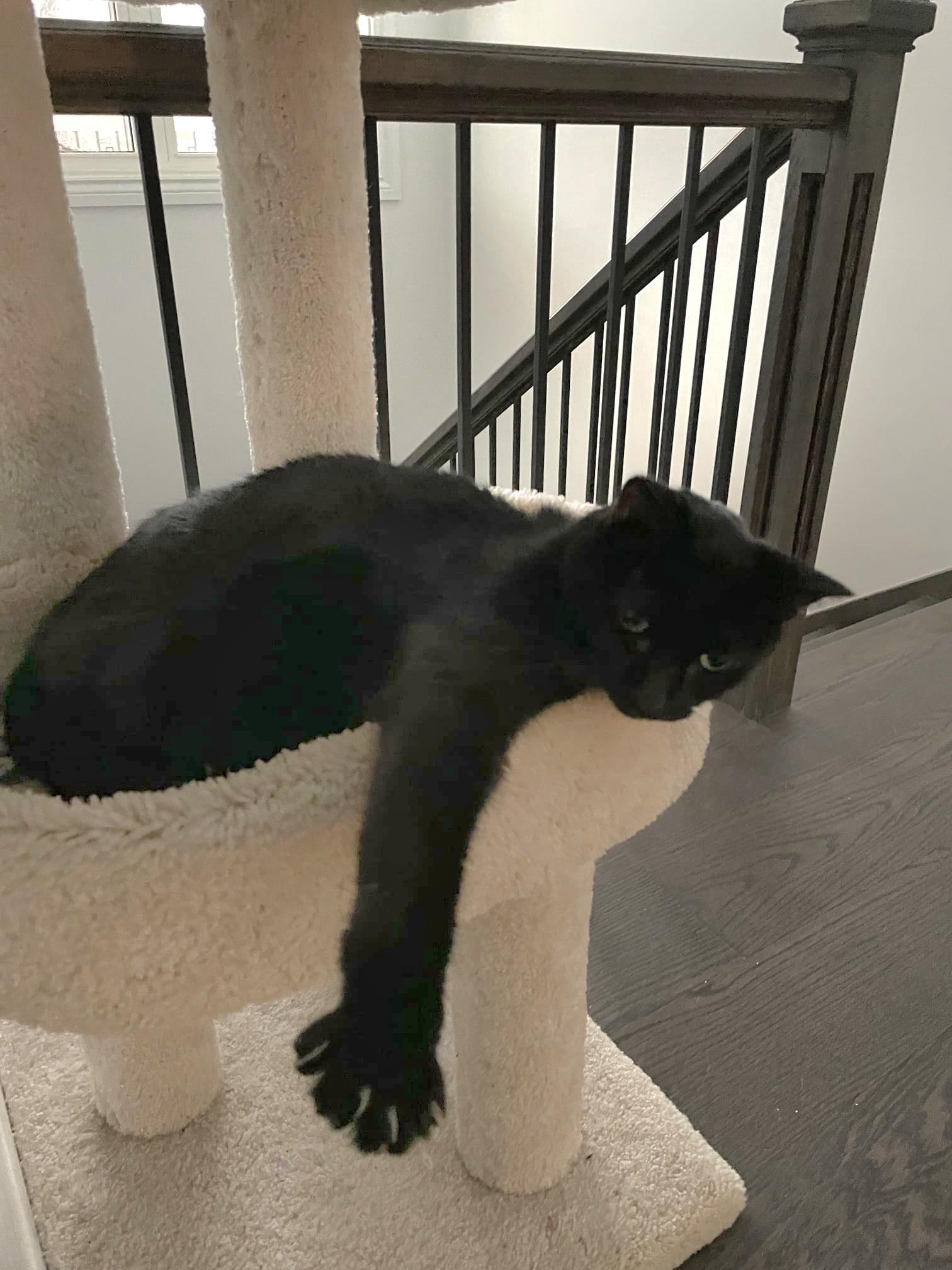 Benny, a Adoptable Domestic Short Hair in Waterdown, ON image 2/2