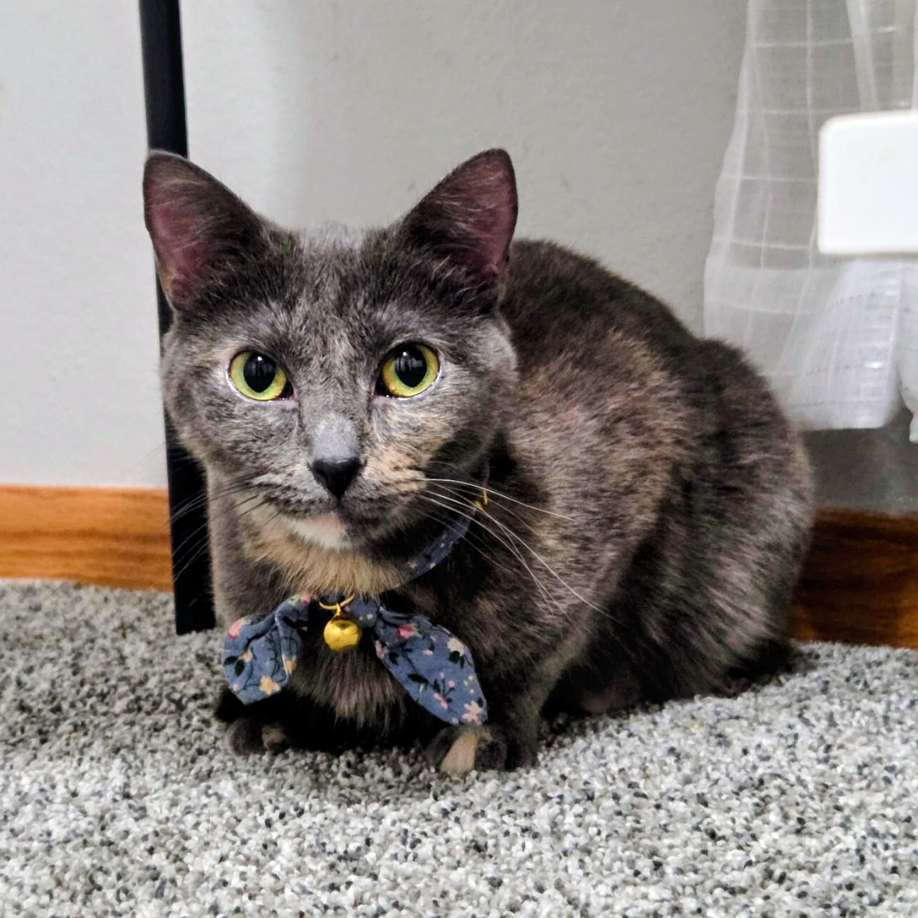 BoBo, ADOPTABLE, Adult Female Dilute Tortoiseshell.