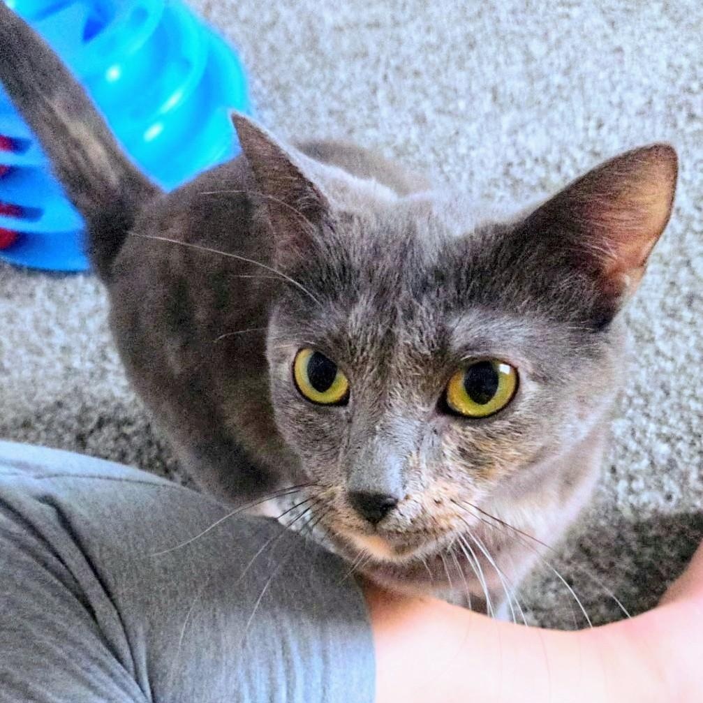 Enlarge BoBo, a ADOPTABLE Dilute Tortoiseshell in Waverly, IA image 3/4