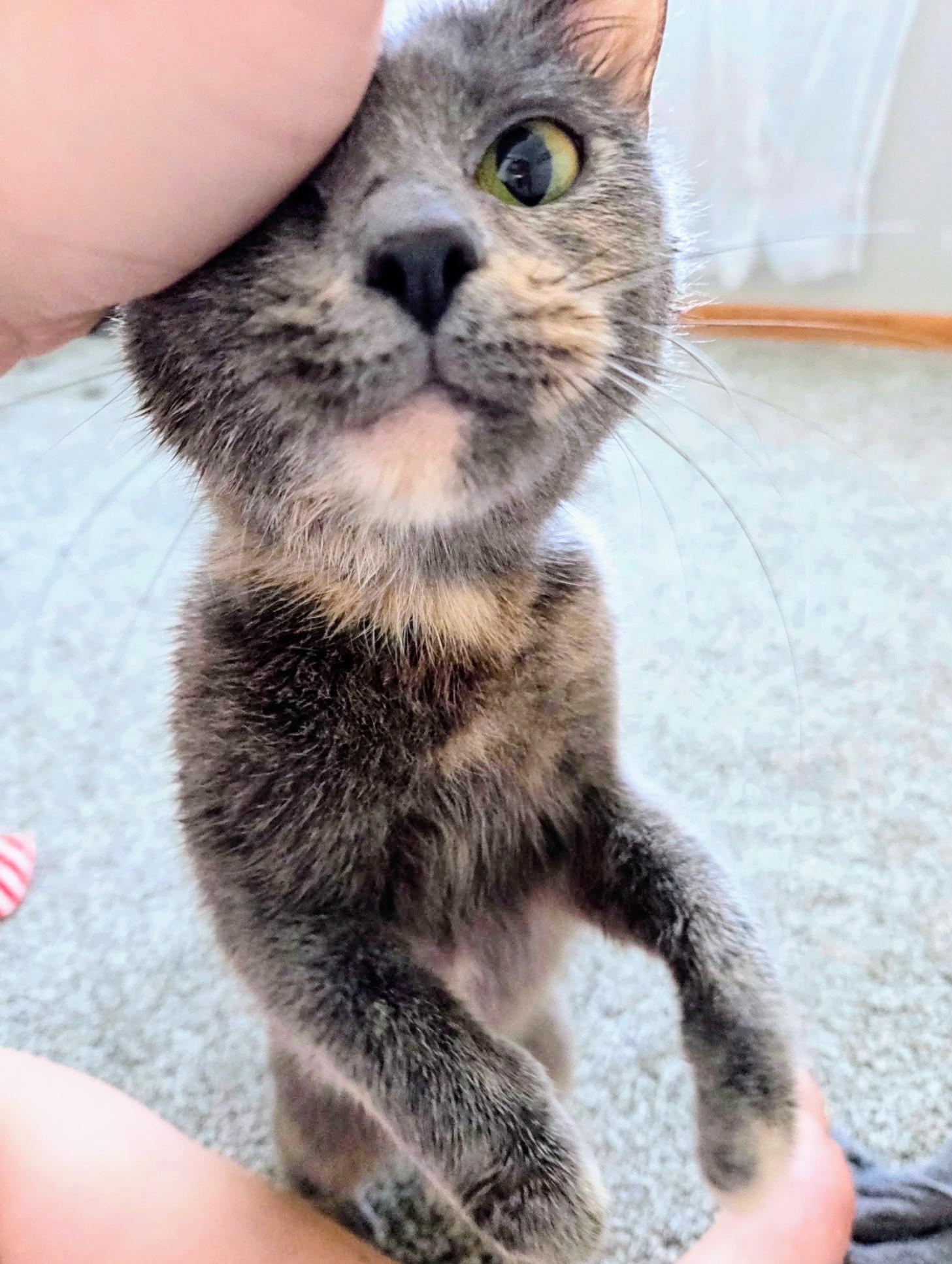 Enlarge BoBo, a ADOPTABLE Dilute Tortoiseshell in Waverly, IA image 2/4