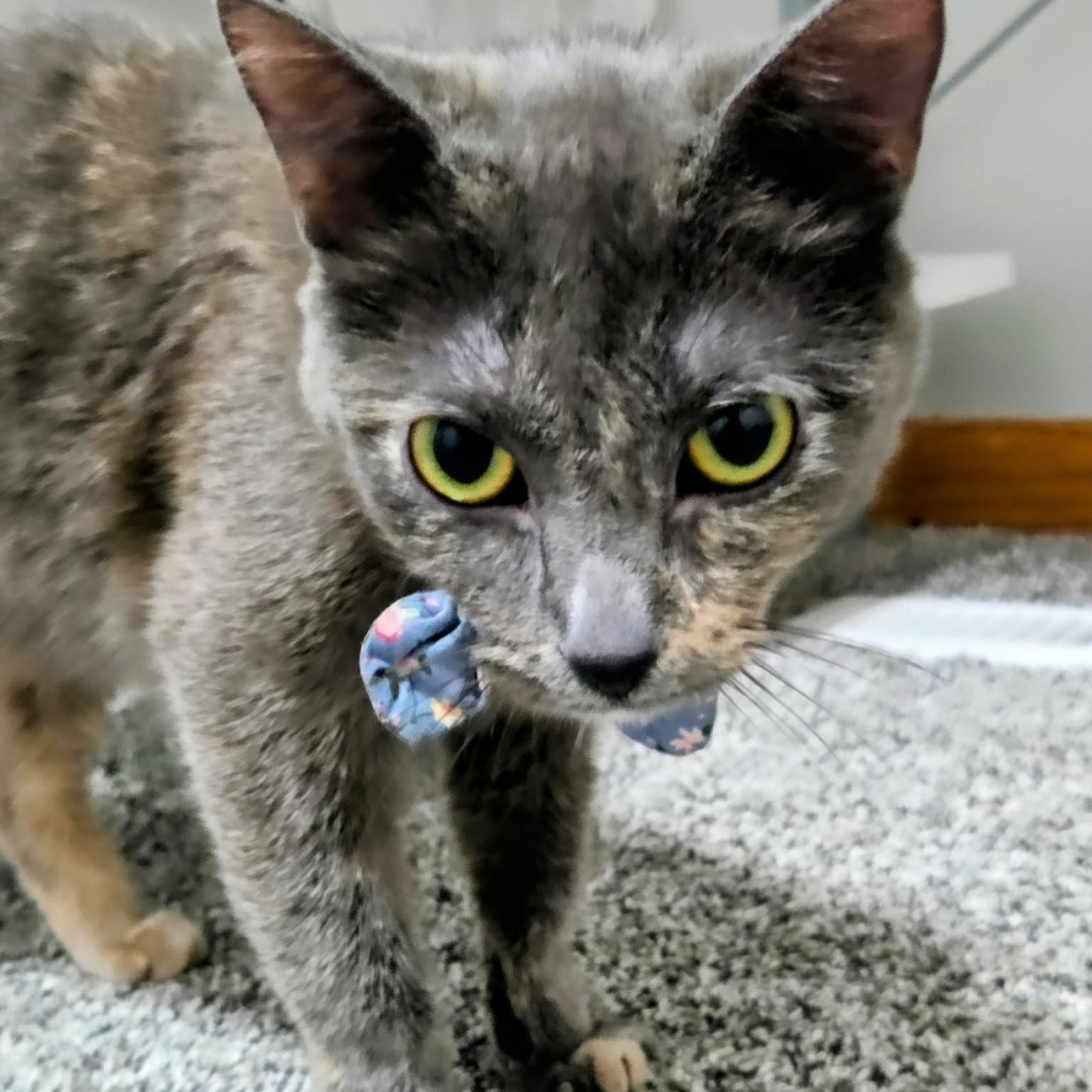 Enlarge BoBo, a ADOPTABLE Dilute Tortoiseshell in Waverly, IA image 4/4