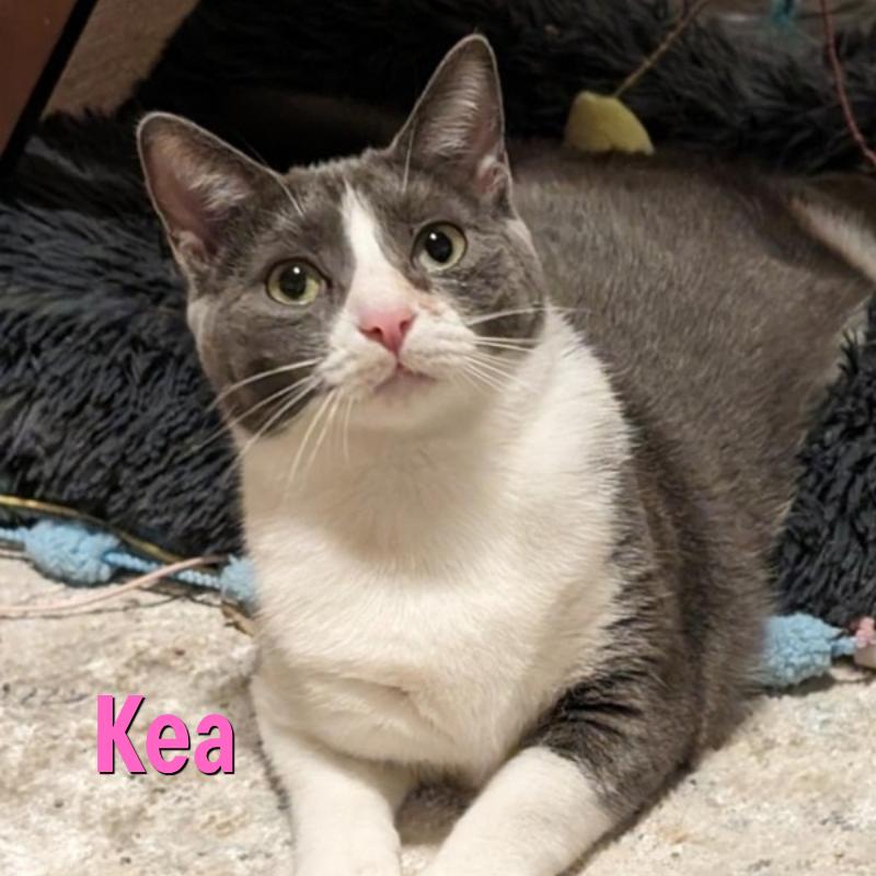 Enlarge Kea, a Adoptable Domestic Short Hair in Oak Ridge, TN image 1/3