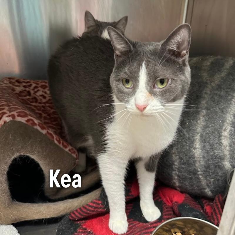Enlarge Kea, a Adoptable Domestic Short Hair in Oak Ridge, TN image 2/3
