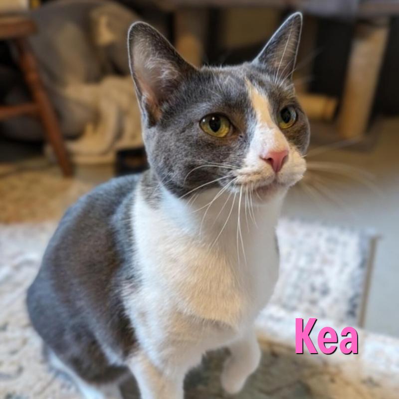 Enlarge Kea, a Adoptable Domestic Short Hair in Oak Ridge, TN image 3/3