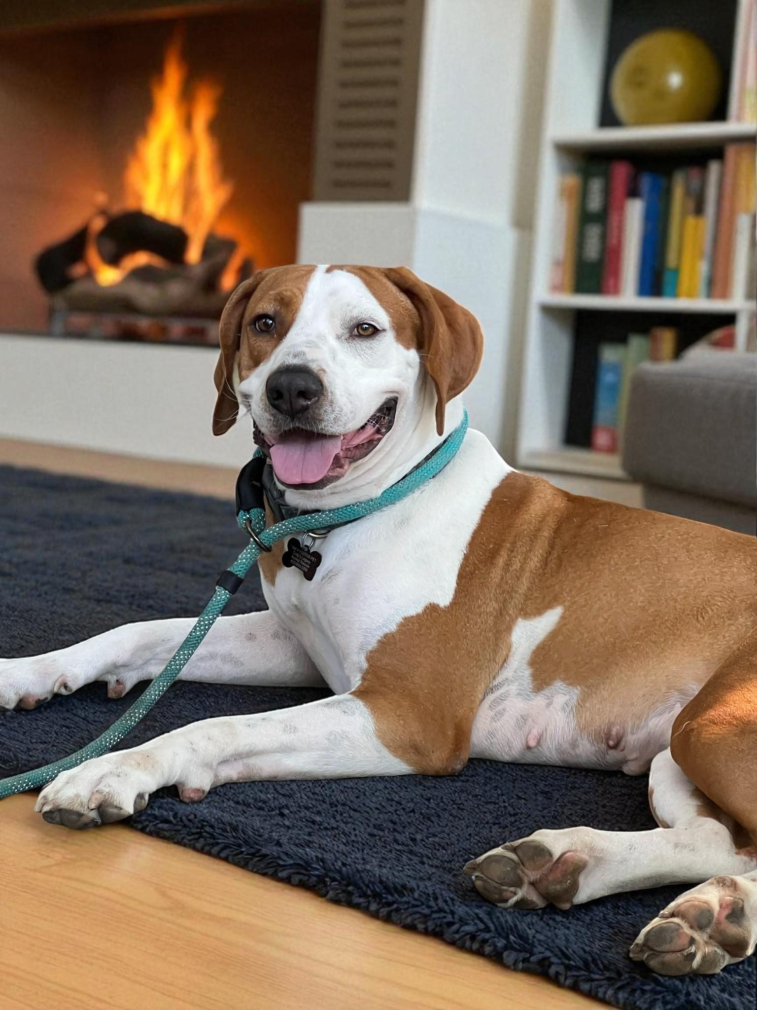 Enlarge ROSIE, a Adoptable mixed breed in Lincoln, NE image 1/5