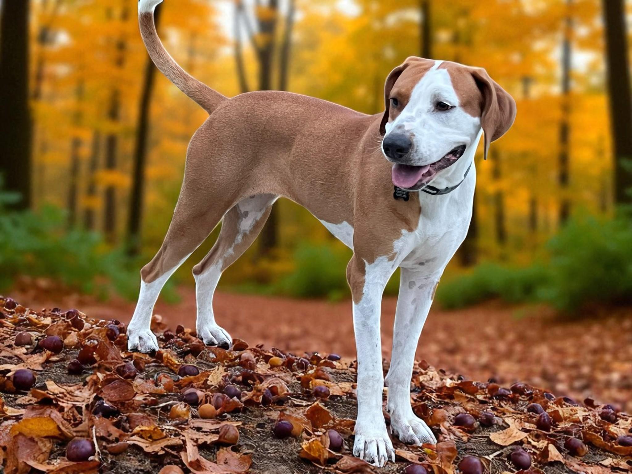 Enlarge ROSIE, a Adoptable mixed breed in Lincoln, NE image 2/5