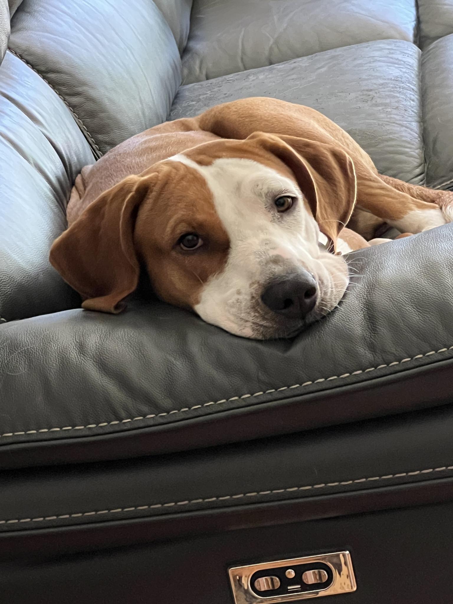 Enlarge ROSIE, a Adoptable mixed breed in Lincoln, NE image 3/5