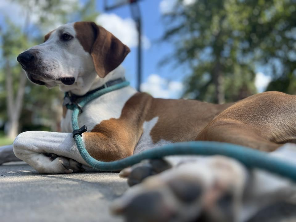 Enlarge ROSIE, a Adoptable mixed breed in Lincoln, NE image 4/5