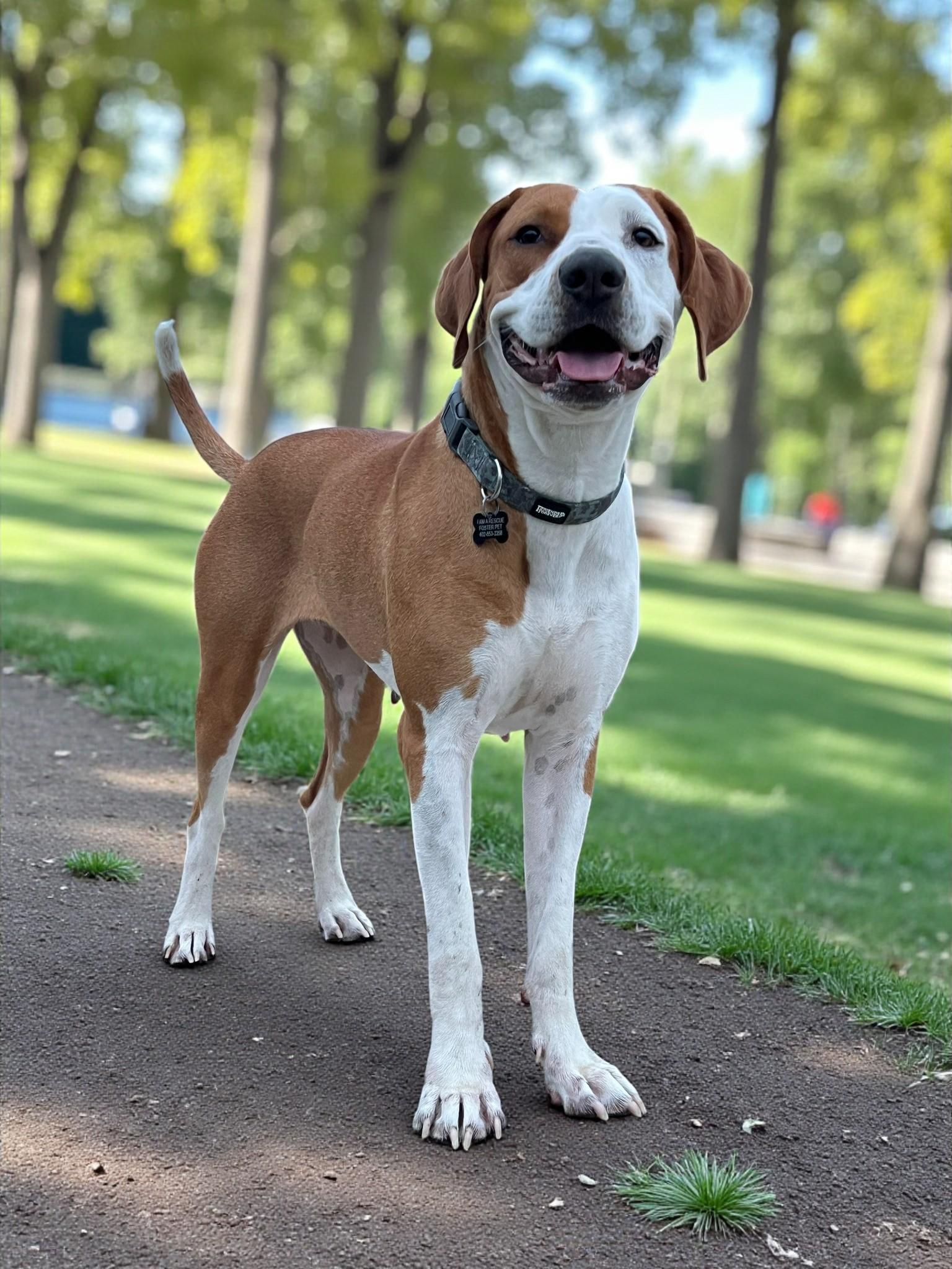 ROSIE, Adoptable, Adult Female Foxhound & Hound.