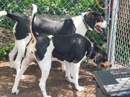 Enlarge Sandy, a Adoptable mixed breed in Hobart, IN image 2/2