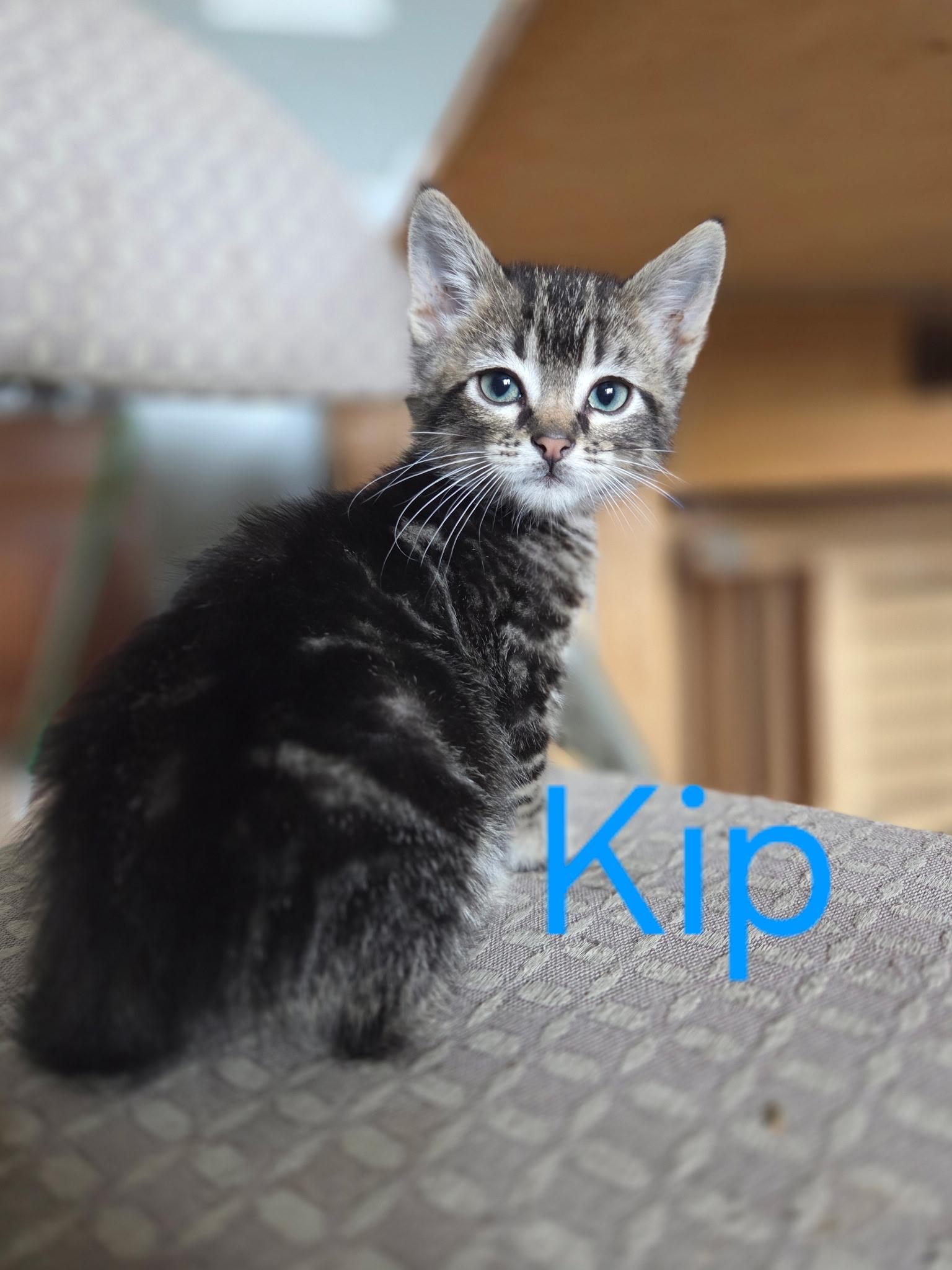 Enlarge Kip, a ADOPTABLE mixed breed in Omaha, NE image 1/1