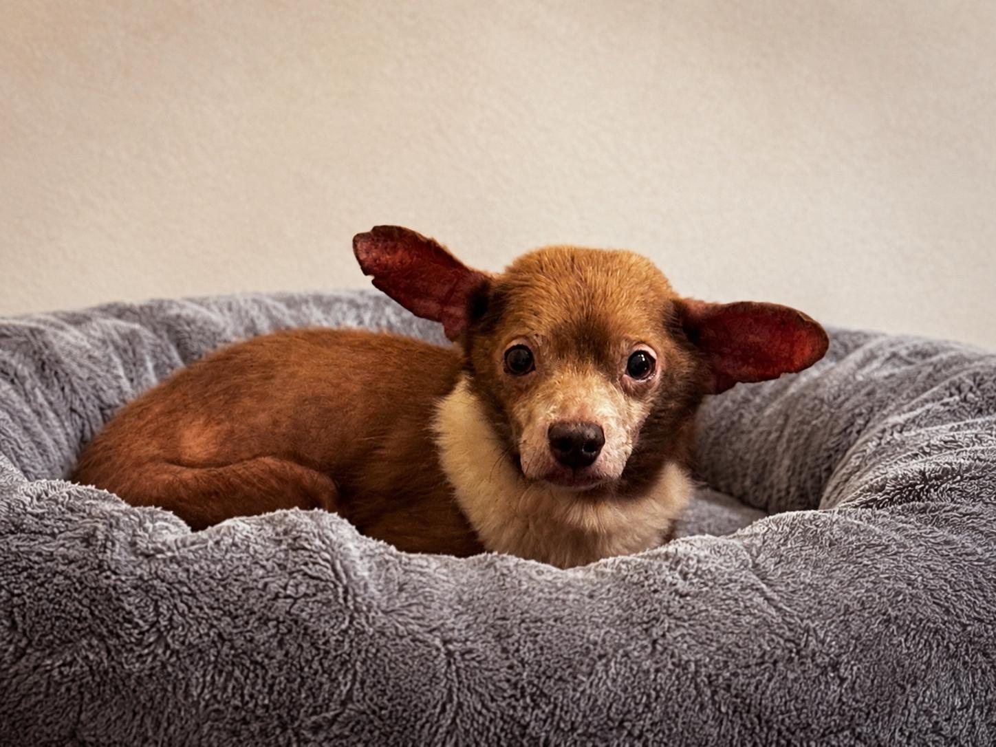 Hudson, ADOPTABLE, Senior Male Chihuahua.