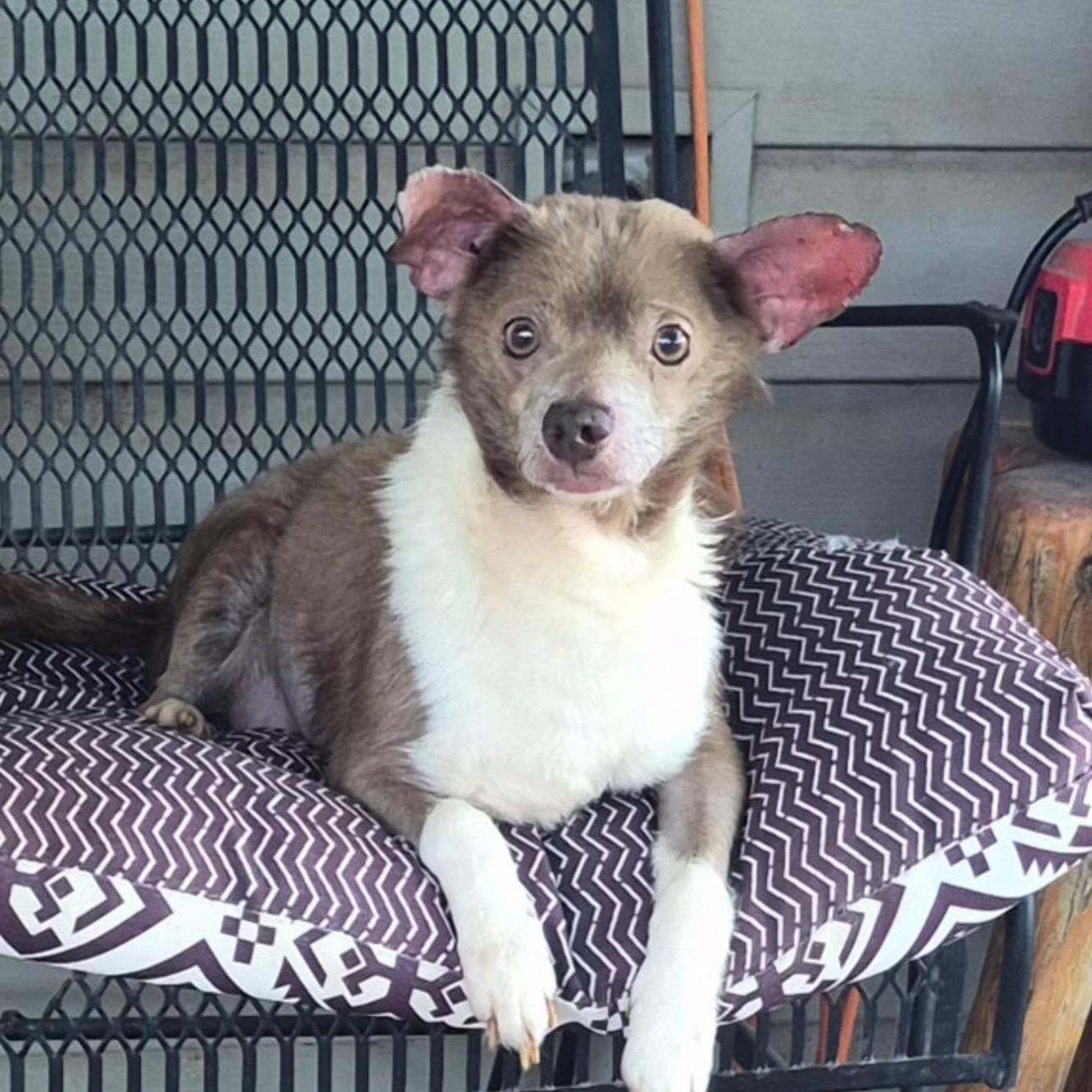 Enlarge Hudson, a ADOPTABLE mixed breed in Yukon, OK image 2/2