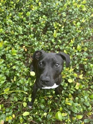 Enlarge Ricko (Underdog), a Adoptable mixed breed in New Orleans, LA image 1/3