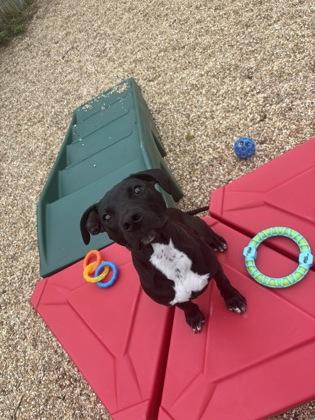Enlarge Ricko (Underdog), a Adoptable mixed breed in New Orleans, LA image 2/3