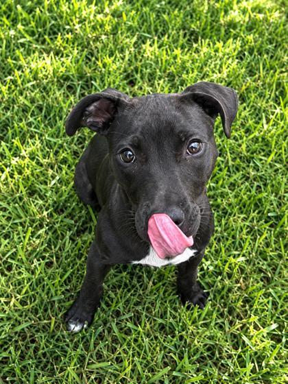 Enlarge Ricko (Underdog), a Adoptable mixed breed in New Orleans, LA image 3/3