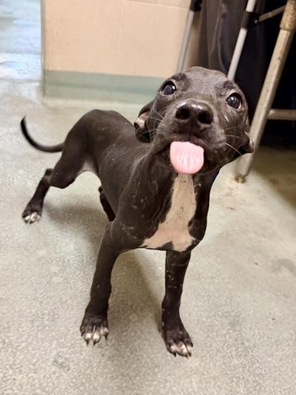Ricko, Adoptable, Puppy Male Pit Bull Terrier & Mixed Breed.