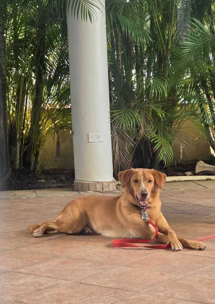 Kalian, Adoptable, Adult Female Golden Retriever.