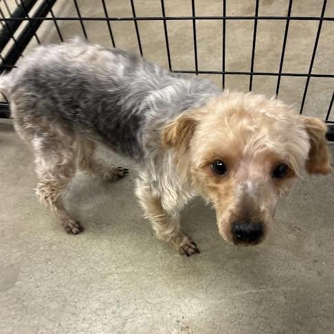 Peppy, adopted, Adult Male Yorkshire Terrier.