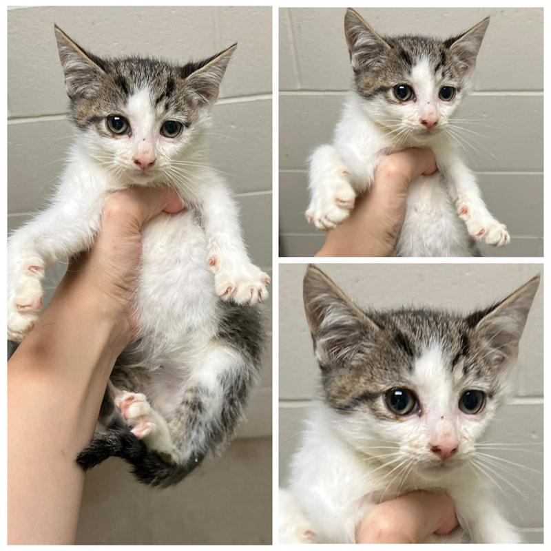 Caboodle, ADOPTABLE, Young Male Domestic Short Hair.