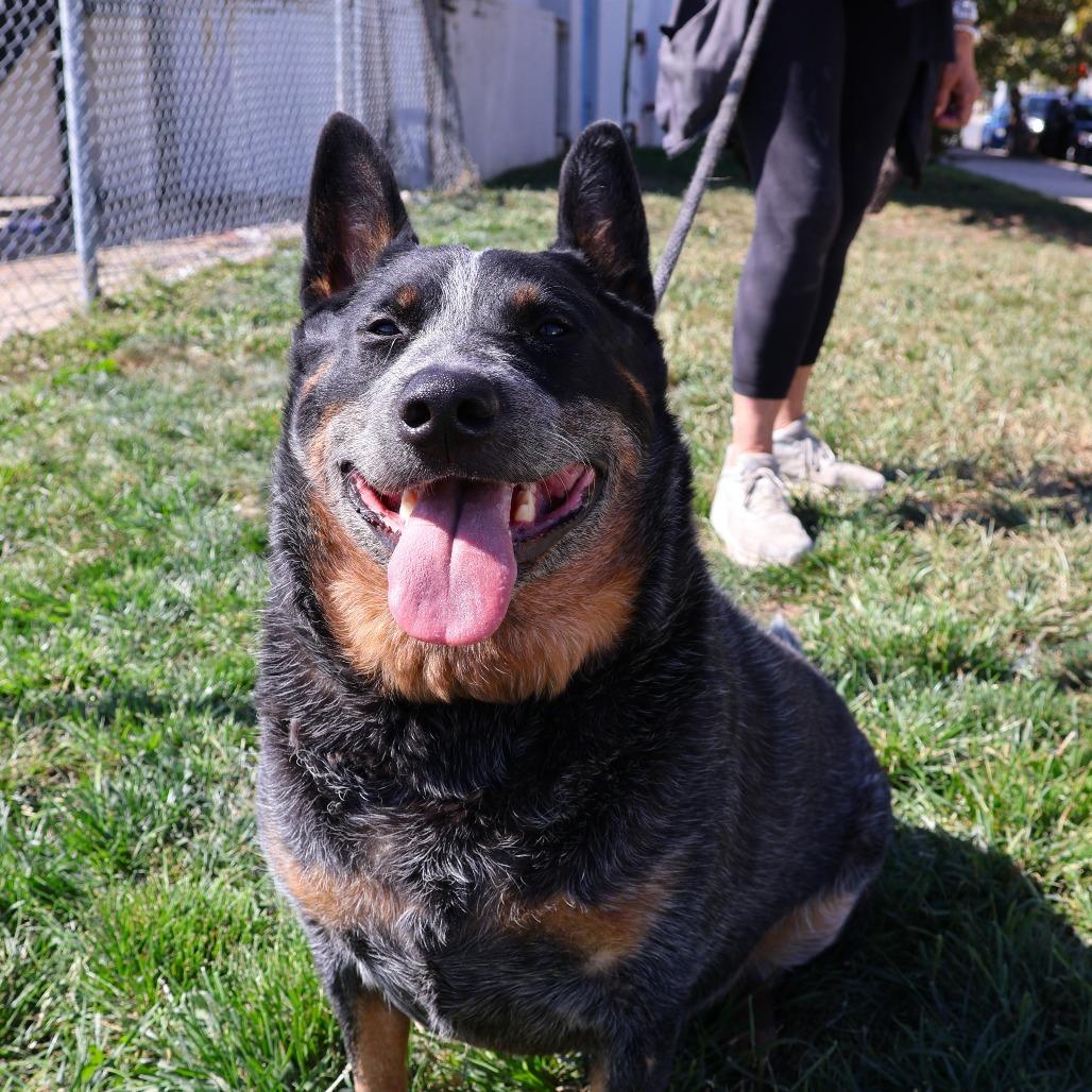 Ozzy, Adoptable, Adult Male Australian Cattle Dog / Blue Heeler.