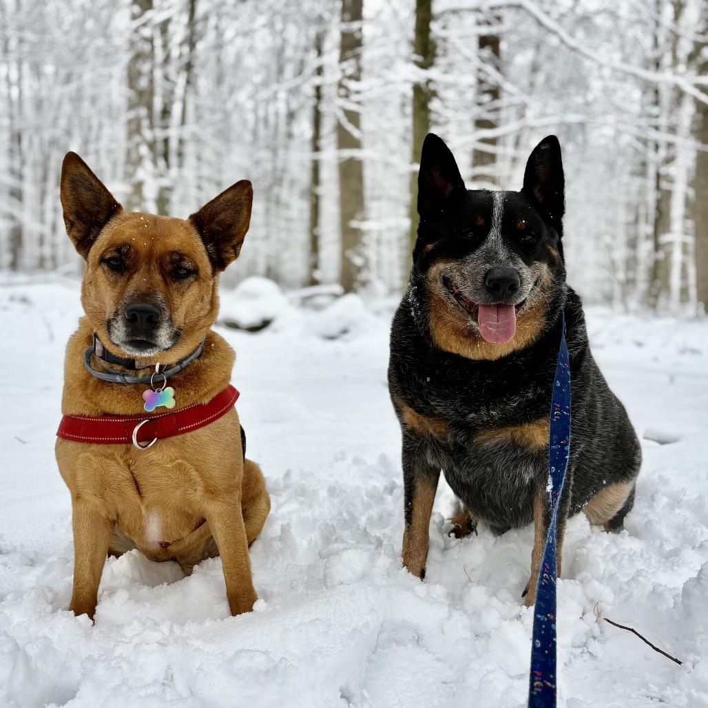 Enlarge Ozzy, a Adoptable Australian Cattle Dog / Blue Heeler in Newark, NJ image 1/6