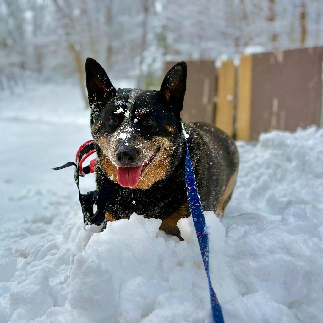Enlarge Ozzy, a Adoptable Australian Cattle Dog / Blue Heeler in Newark, NJ image 3/6