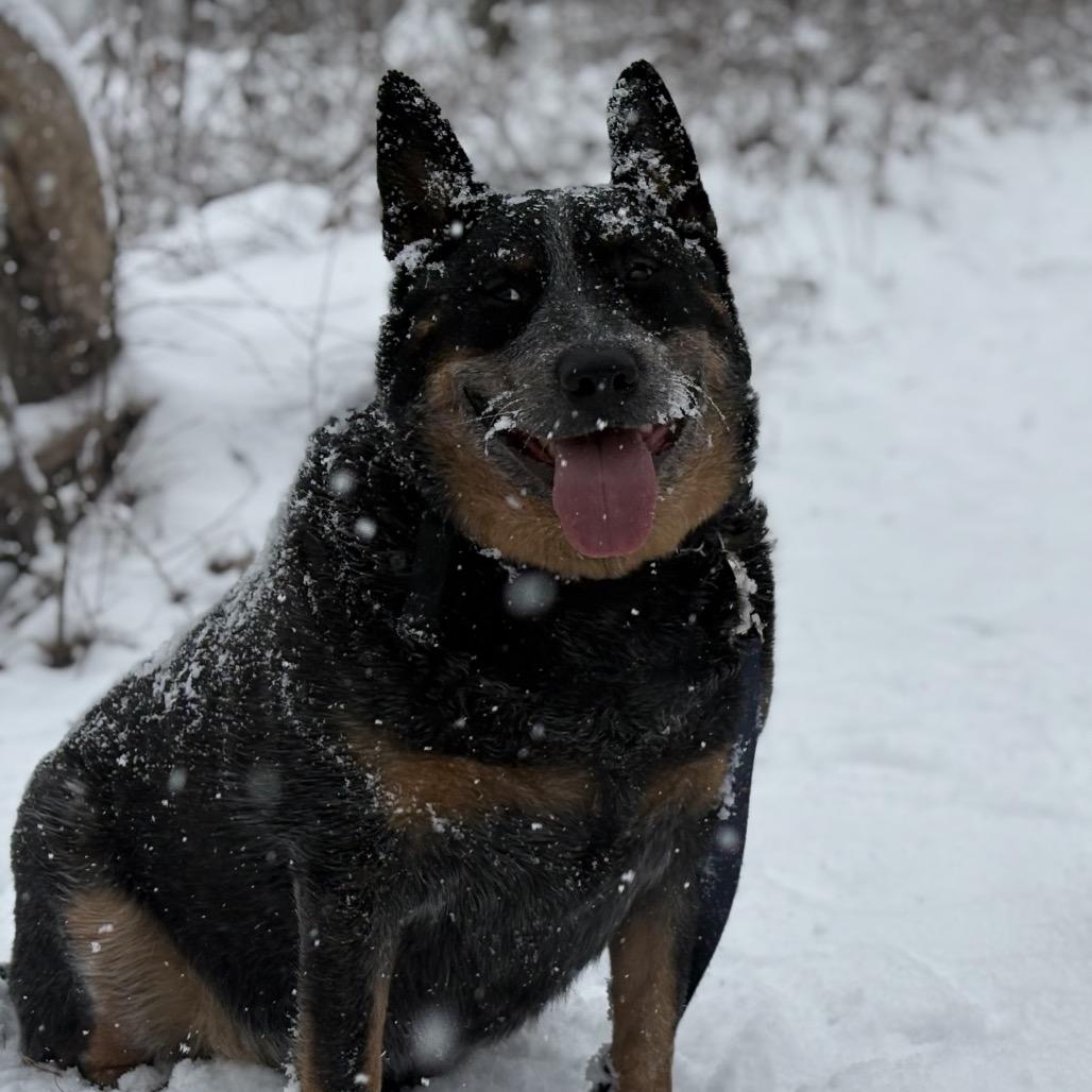 Enlarge Ozzy, a Adoptable Australian Cattle Dog / Blue Heeler in Newark, NJ image 4/6