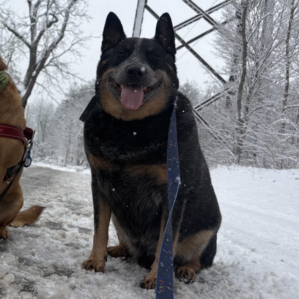 Enlarge Ozzy, a Adoptable Australian Cattle Dog / Blue Heeler in Newark, NJ image 6/6