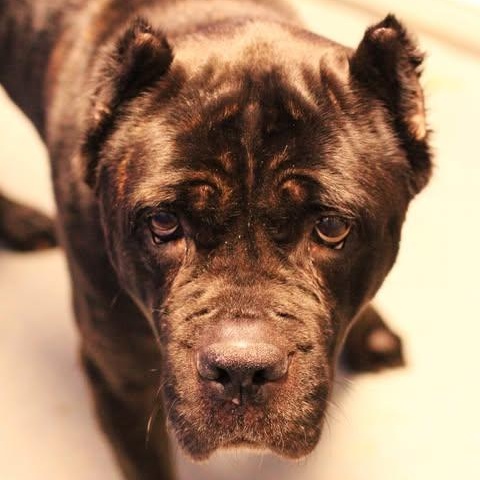 Enlarge 26-01492 WINNIE, a Adoptable Mastiff in Fredericksburg, VA image 2/2
