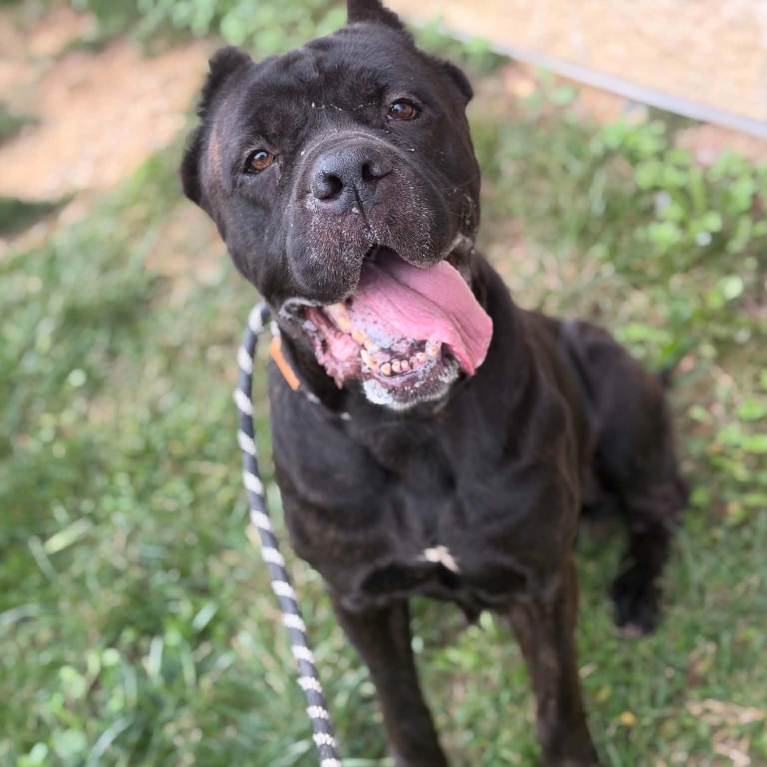 26-01492 WINNIE, Adoptable, Adult Female Mastiff.