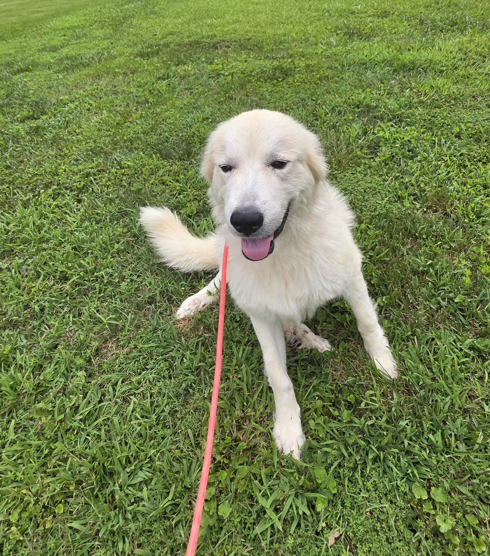 Marlowe, Adopted, Adult Female Great Pyrenees.